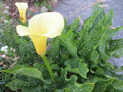 Zantedeschia elliottiana