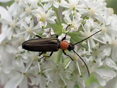 Oedemerini