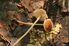 Gymnopus ocior