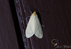 Pareuchaetes pseudoinsulata