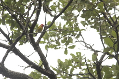 Piranga erythrocephala