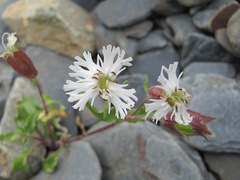Silene lacera