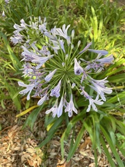 Agapanthus