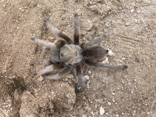 Chiricahuan Gray Tarantula