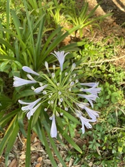 Agapanthus