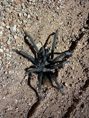 Aphonopelma peloncillo