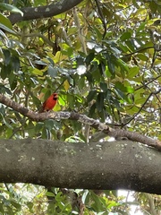 Cardinalis cardinalis