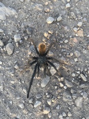 Aphonopelma peloncillo