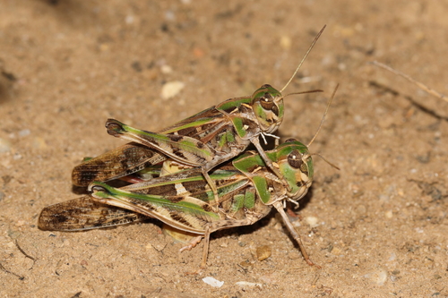 Handsome Cross Grasshopper