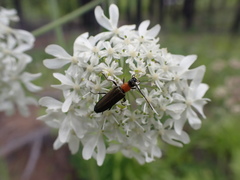 Oedemerini