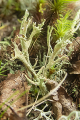 Cladonia cenotea