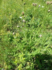 Cirsium × rigens