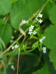 Galium uliginosum