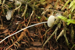Mycena stylobates