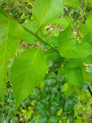 Maclura