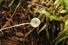 Mycena stylobates