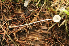 Mycena stylobates