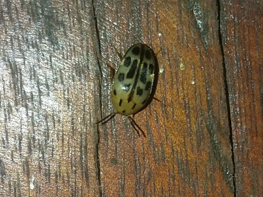 Eustrophopsis quindecimmaculata