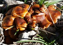 Flammulina velutipes