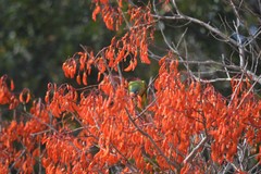 Erythrina mulungu
