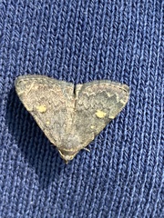Idia diminuendis