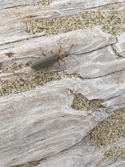 Copidita quadrimaculata