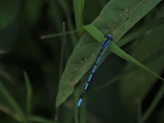 Argia nahuana