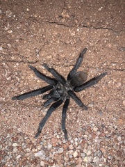 Aphonopelma peloncillo