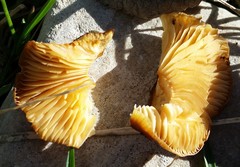 Flammulina velutipes