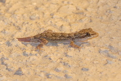 Mediodactylus oertzeni
