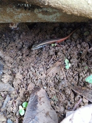 Sphenomorphus dussumieri