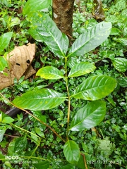 Terminalia paniculata
