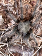 Aphonopelma peloncillo