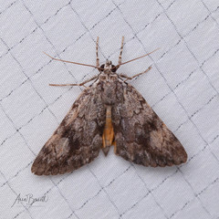 Catocala amica