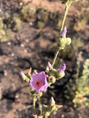 Malacothamnus fasciculatus