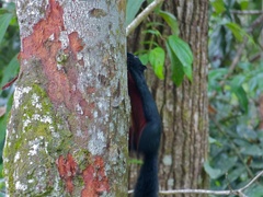 Callosciurus prevostii pluto