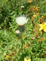 Cirsium × rigens