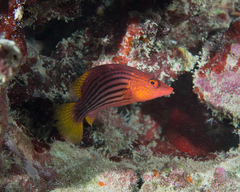 Pseudocheilinus octotaenia