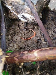 Sphenomorphus dussumieri