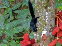 Callosciurus prevostii pluto