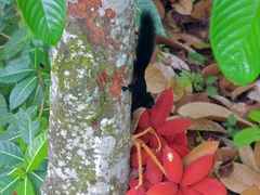 Callosciurus prevostii pluto