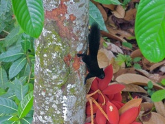 Callosciurus prevostii pluto