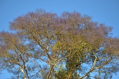 Bowdichia virgilioides