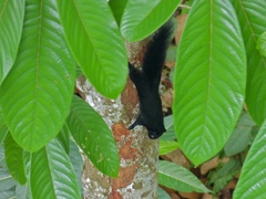 Callosciurus prevostii pluto