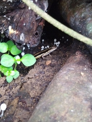 Sphenomorphus dussumieri