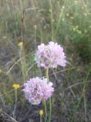 Armeria maritima sibirica
