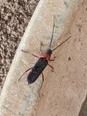 Stenosphenus sobrius