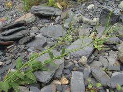 Hesperis matronalis voronovii