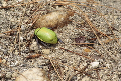 Chrysina