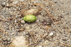 Chrysina